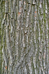Autumn forest fruit background. Acorns on tree bark and autumn colorful leaves with copyspace. background and texture of trees, bark and boards