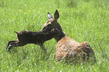 Red deer hind (Cervus elaphus) tending new born calf