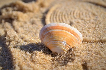 coquillage