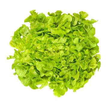 Green oak leaf lettuce from above isolated over white. Also called oakleaf, a variety of Lactuca sativa. Green butter lettuce with distinctly lobed leaves with oak leaf shape. Macro closeup photo.