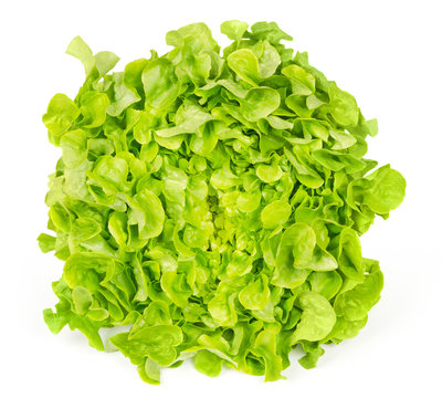 Green oak leaf lettuce front view isolated over white. Also called oakleaf, a variety of Lactuca sativa. Green butter lettuce with distinctly lobed leaves with oak leaf shape. Macro closeup photo.