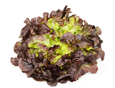 Red oak leaf lettuce front view isolated over white. Also called oakleaf, a variety of Lactuca sativa. Red butter lettuce with distinctly lobed leaves with oak leaf shape. Macro closeup photo.