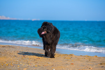 newfoundland dog