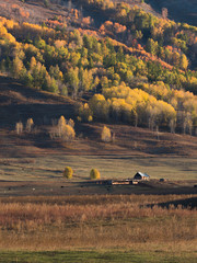 Colorful of autumn forest and on mountain from sunrise time in Hemu village, Xinjiang, China - obrazy, fototapety, plakaty