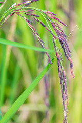 Riceberry rice in the paddy field