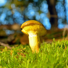 xerocomus submentosus mushroom