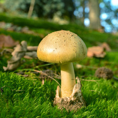 deathcap mushroom