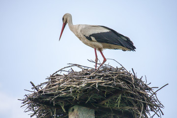 Stork