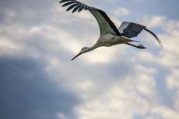 Stork