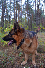 German shepherd.Forest near Kiev
