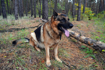 German shepherd.Forest near Kiev
