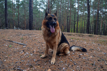 German shepherd.Forest near Kiev
