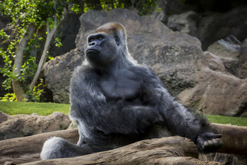 Gorilla (Gorilla gorilla)