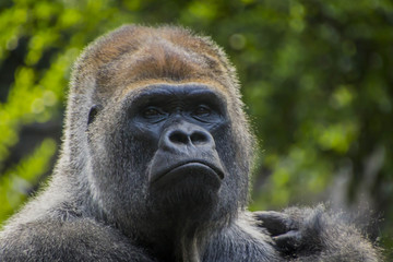 Gorilla (Gorilla gorilla)