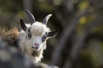 feral goat portraits with autumn background