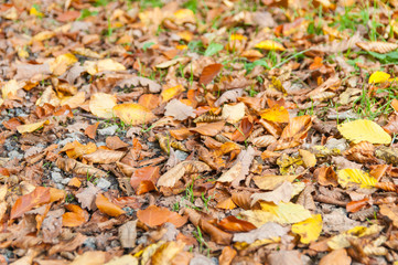 Colorful autumn leaves on the ground.
