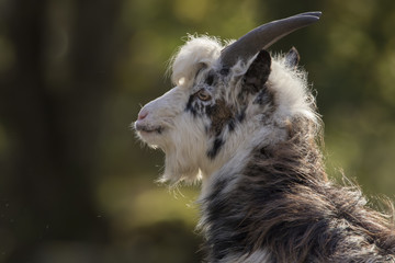 feral goat portraits with autumn background
