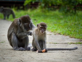 Macaque mother cleaning her baby