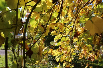 herbst sonnenuntergang landschaft