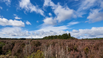 Idyllic countryside in New Zealand