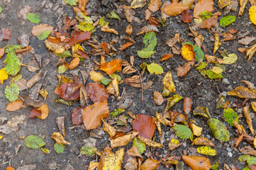 Colorful autumn leaves on the ground.