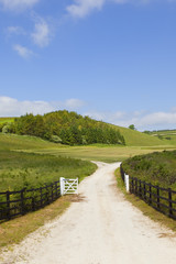 limestone track and woodland