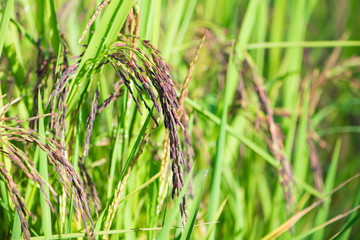 Ear of riceberry rice in paddy farm