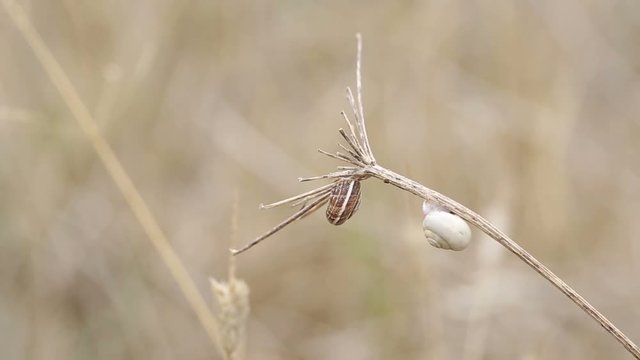 snails in hibernation on a dry branch of a plant in summer