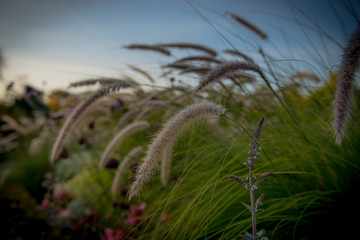 rozplenica japońska, ogrody, kwiaty - trawy ozdobne