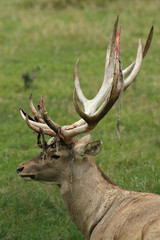The big male of Bactrian deer (Cervus elaphus bactrianus), detail of head with antlers with green background