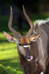 The nyala (Tragelaphus angasii) portrait of a male with a tongue