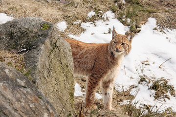 The Eurasian lynx (Lynx lynx) or carpathian lynx walking in the beginning of spring with dry grass and snow and half of the body is hidden behind the rock