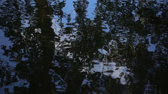 Trees bounce in undulating water. Quiet waves on the river, the lake, slightly wave under the influence of the wind. Video recorded in slow motion. 