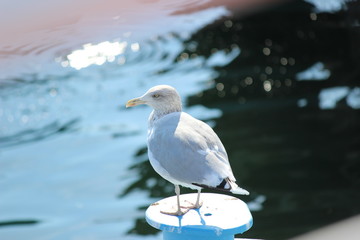 Möwe