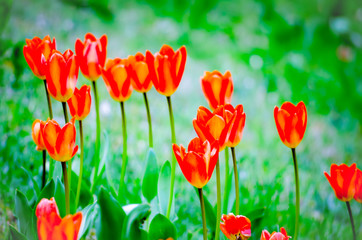 Red Tulips in Spring