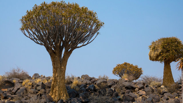 K&ouml;cherbaumwald in Namibia