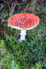 Champignons à chapeau rouge.rouge.