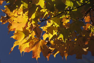 Yellow leaves blue sky