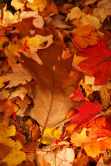 Naklejka na ściany i meble Fall leaves