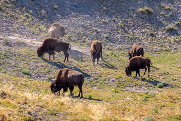 Herd of Bison grazing in Yellowstone  National Park, WY, USA