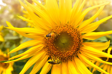 Close-up sunflower with 2 flower bees soft background
