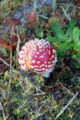 Champignons à chapeau rouge.rouge.