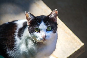Cat, black and white stripes