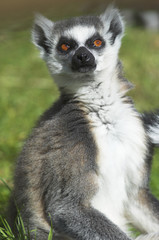 Naklejka na ściany i meble Ring tailed lemur (lemur catta)