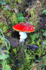 Champignons à chapeau rouge.rouge.