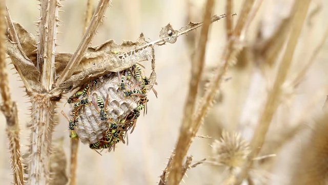 Wasps working on their nest in nature 
