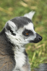 Ring tailed lemur (lemur catta)