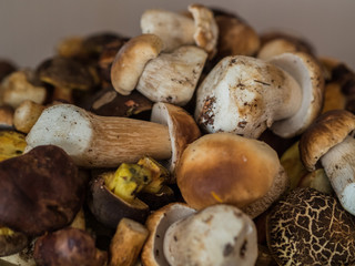 a lot of fresh boletus mushrooms