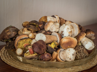 a lot  of fresh boletus mushrooms