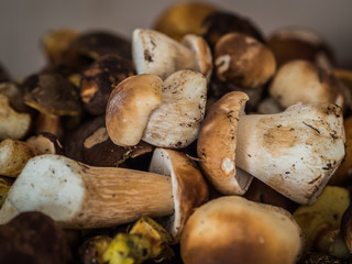 a lot  of fresh boletus mushrooms